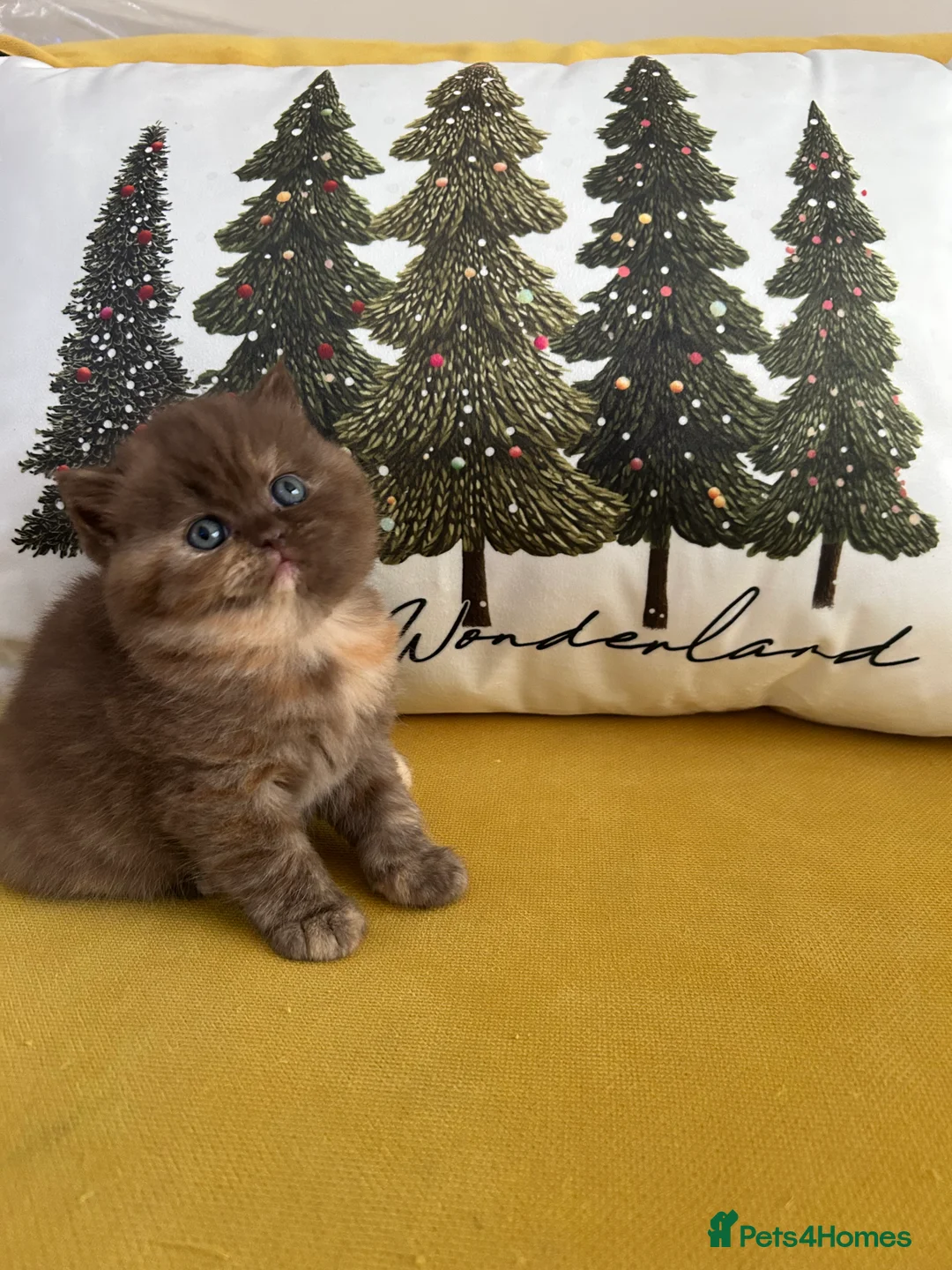 British Shorthair cats for sale: GCCF BRITISH SHORTHAIRS ALL RESERVED - Advert 24
