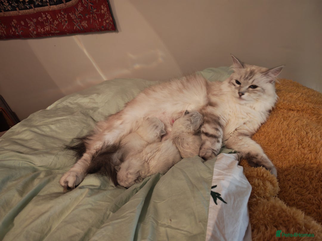 Siberian cats for sale: GCCF +TICA parents - Image 26