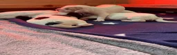 Sprocker dogs for sale: Beautiful F2 Sprocker Puppies  - Advert 25