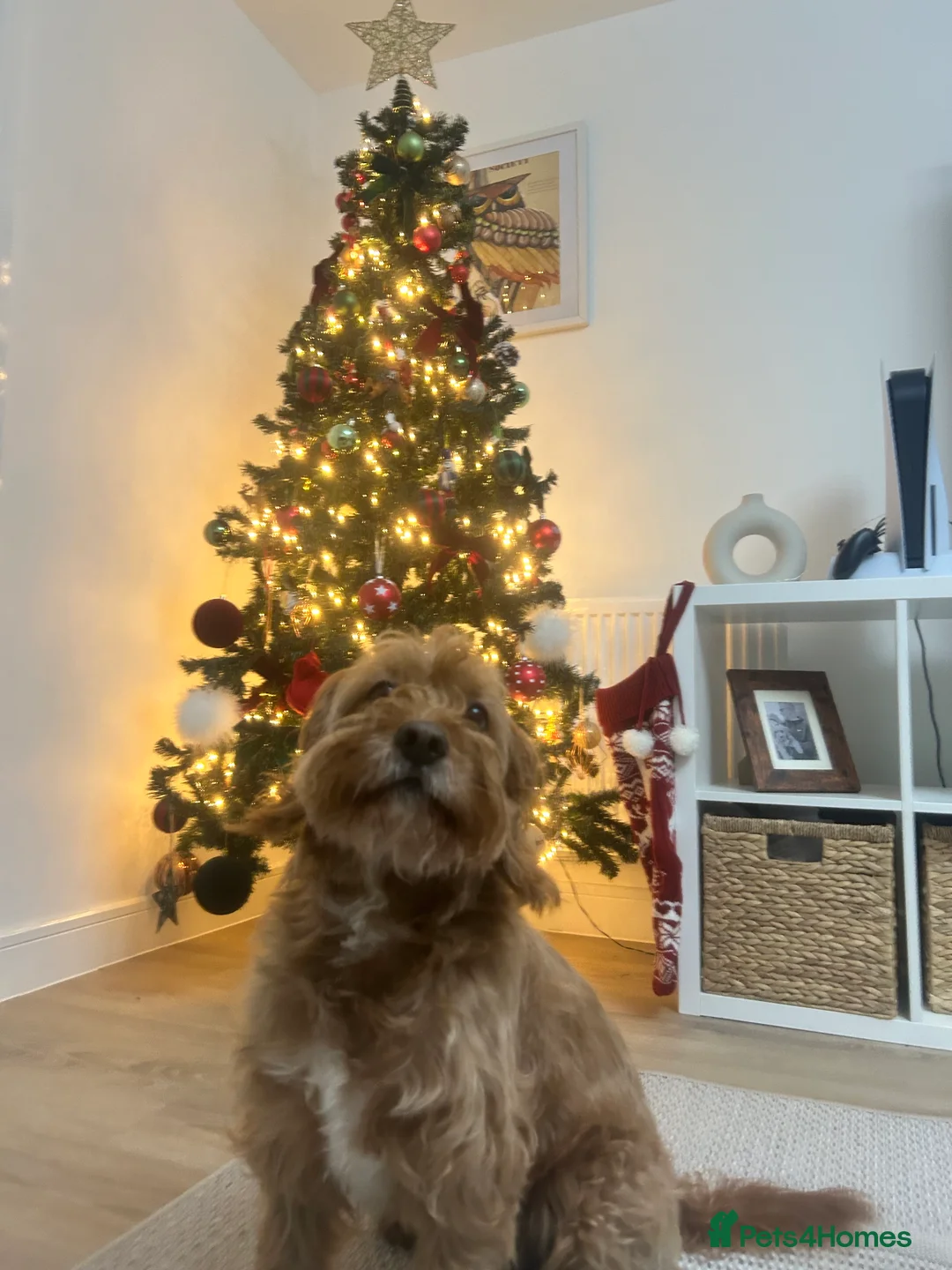 Cavapoo dogs for stud: Proven red Cavapoo stud  in Stratford-upon-Avon - Advert 5