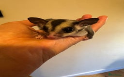 Sugar Glider rodents for sale: Unrelated pair of sugar gliders  - Image 5