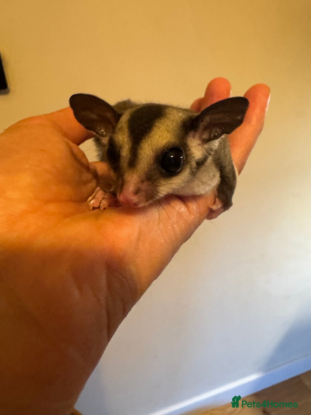 Sugar Glider rodents for sale: Unrelated pair of sugar gliders  - Image 5