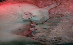 English Bull Terrier dogs for sale: English bull Terrier  - Image 3