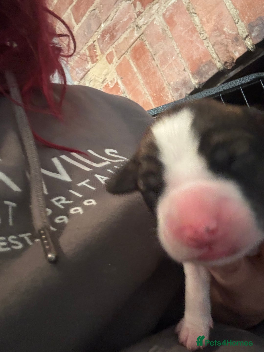 Cocker Spaniel dogs for sale: Beautiful cocker puppies  - Image 3