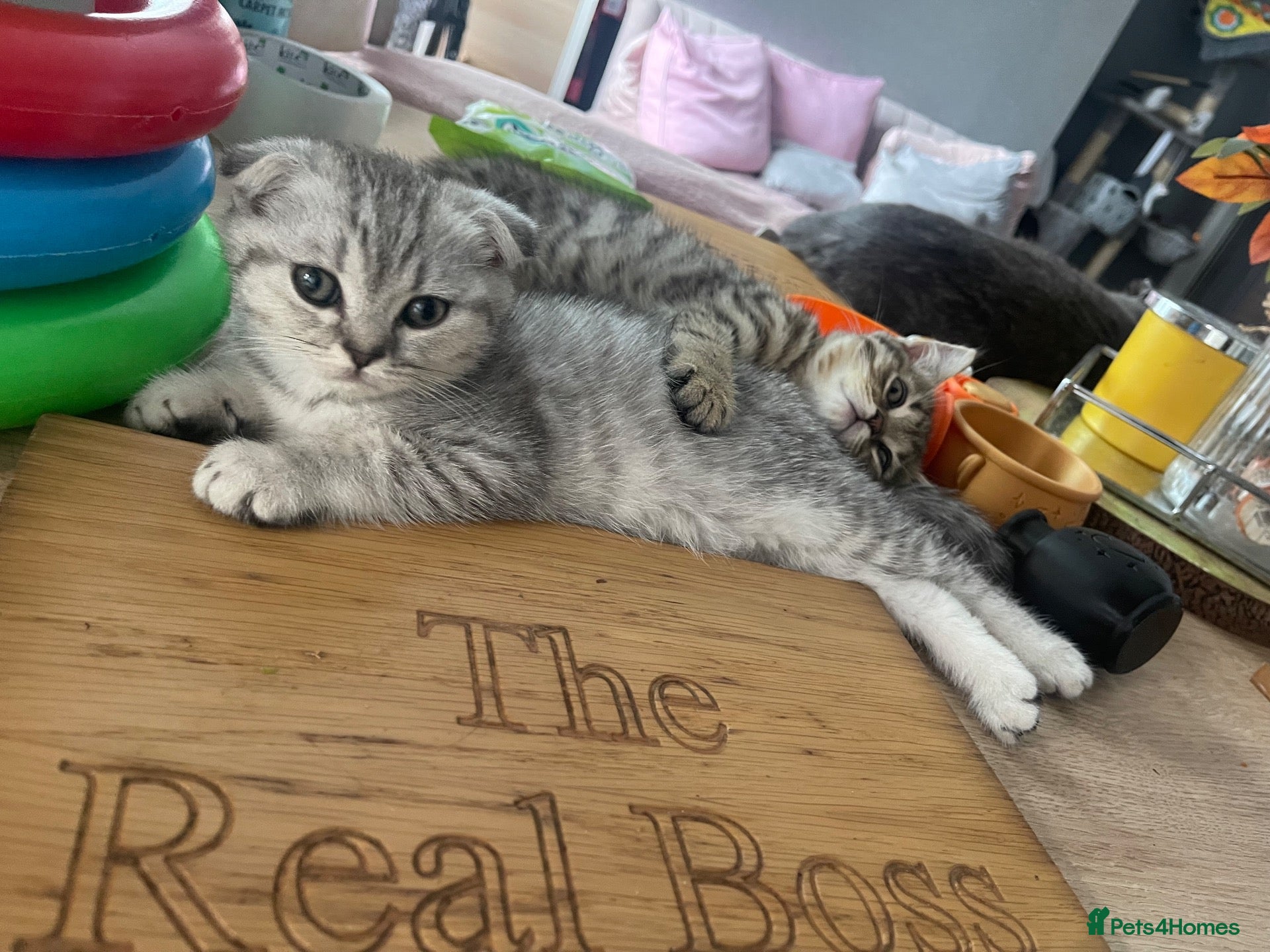 Scottish Fold cats 2 kittens ready now! ❤️ - Advert 14