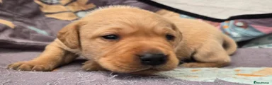 Labrador Retriever Puppy 9 Red