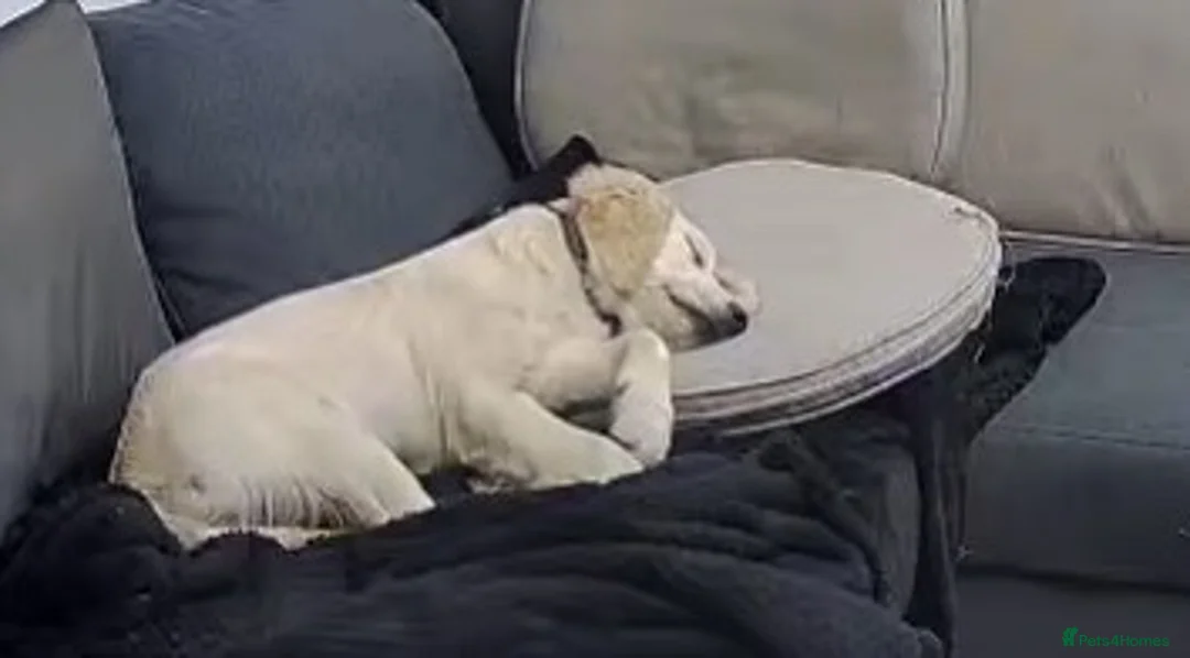 Golden Retriever dogs for sale: 6 month old, Male golden retriever  - Advert 13