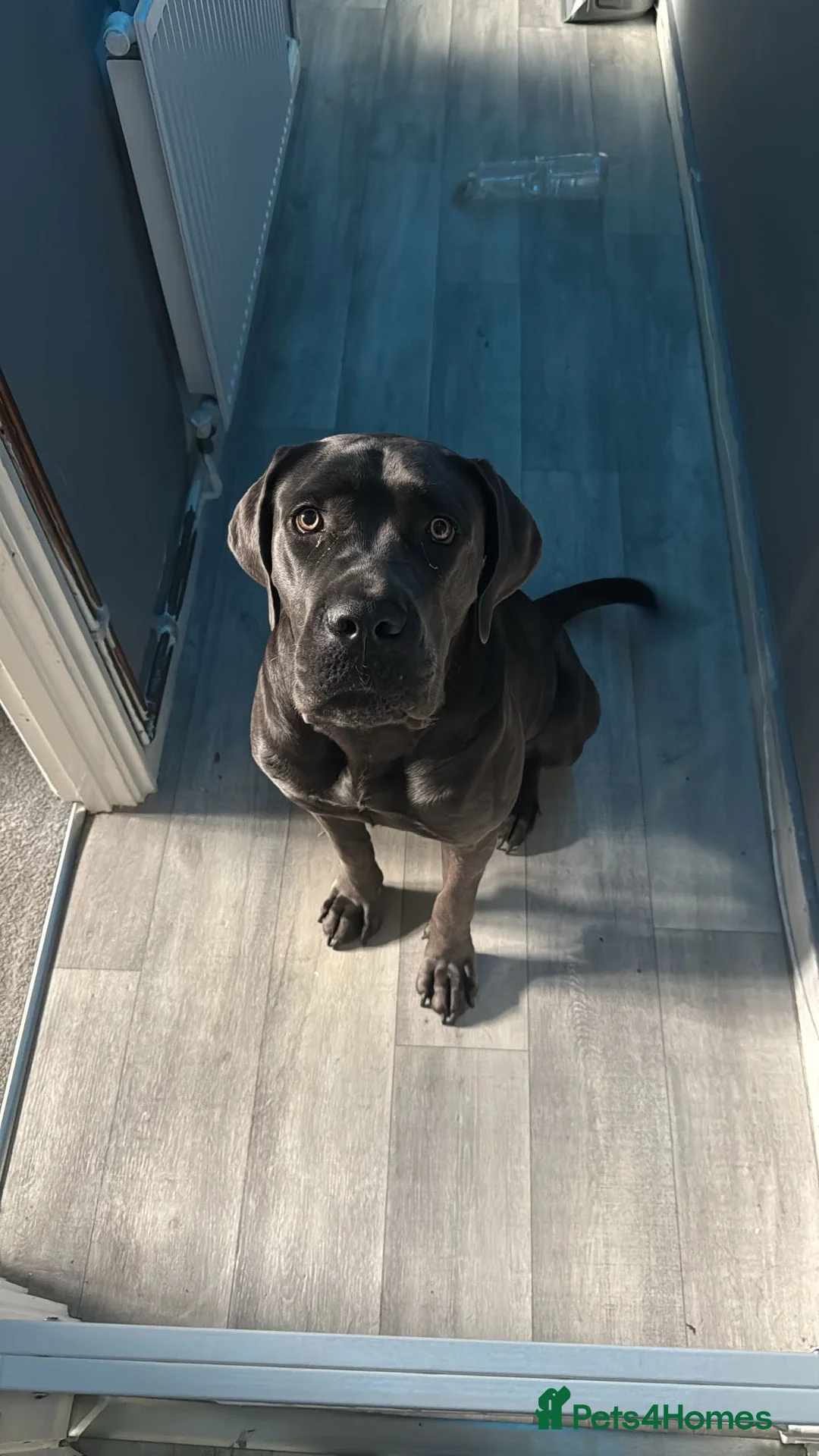 Cane Corso dogs for sale: 2 year old Female cane corso  - Advert 2