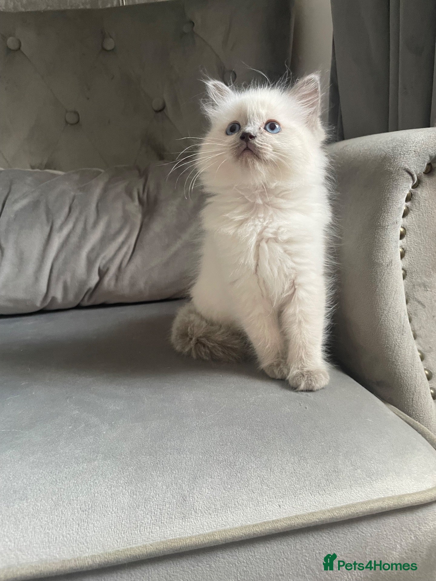 Ragdoll cats GCCF pedigree ragdolls  - Advert 13