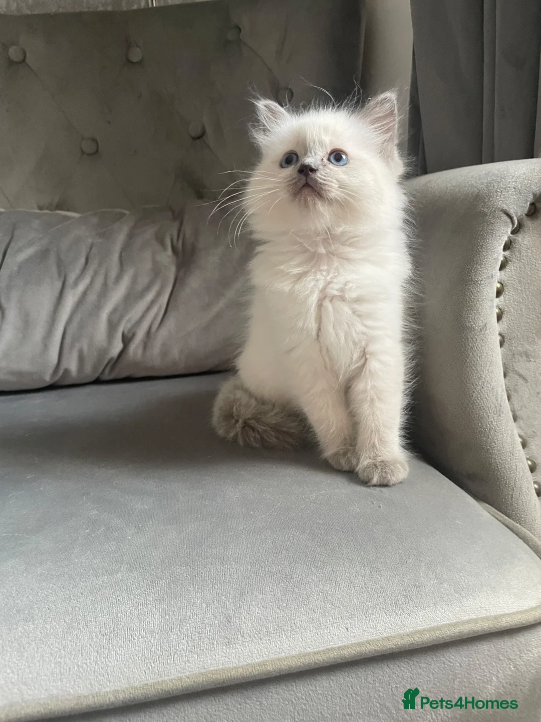 Ragdoll cats for sale: Ready to leave GCCF pedigree ragdoll girl - Advert 1