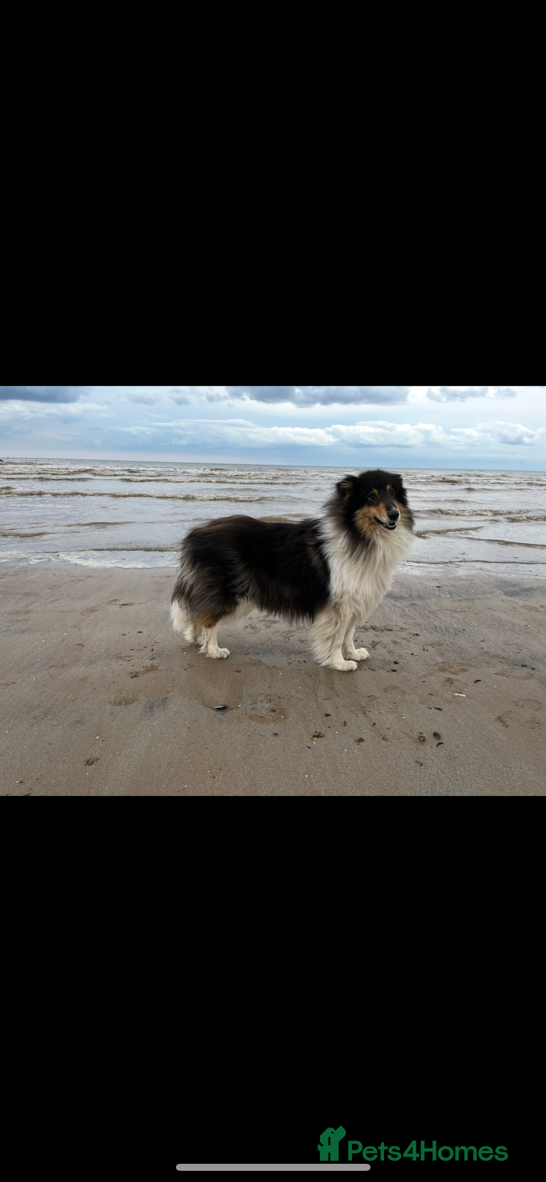 Rough Collie dogs for sale: Kc registered rough collie puppies  - Advert 10