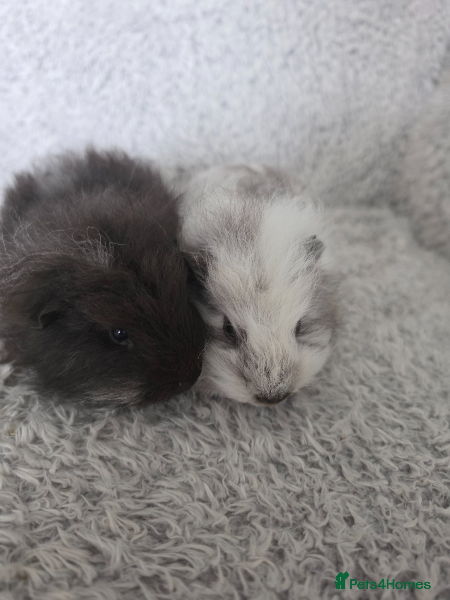 Guinea Pig rodents Swiss boys  - Advert 4
