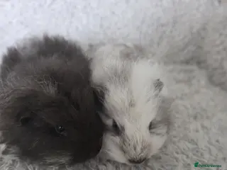 Guinea Pig rodents Swiss boys - Advert 4