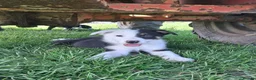 Border Collie dogs for sale: Border Collie pups for sale - Advert 17