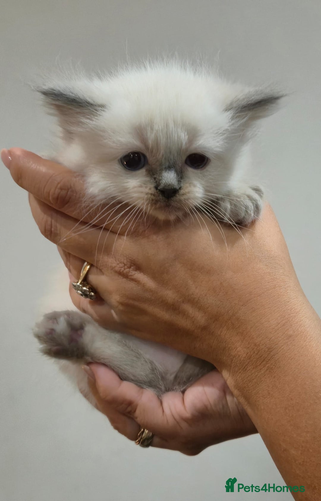 Ragdoll cats for sale: 2 Male Sealpoints ready to leave on 16th Dec - Advert 15