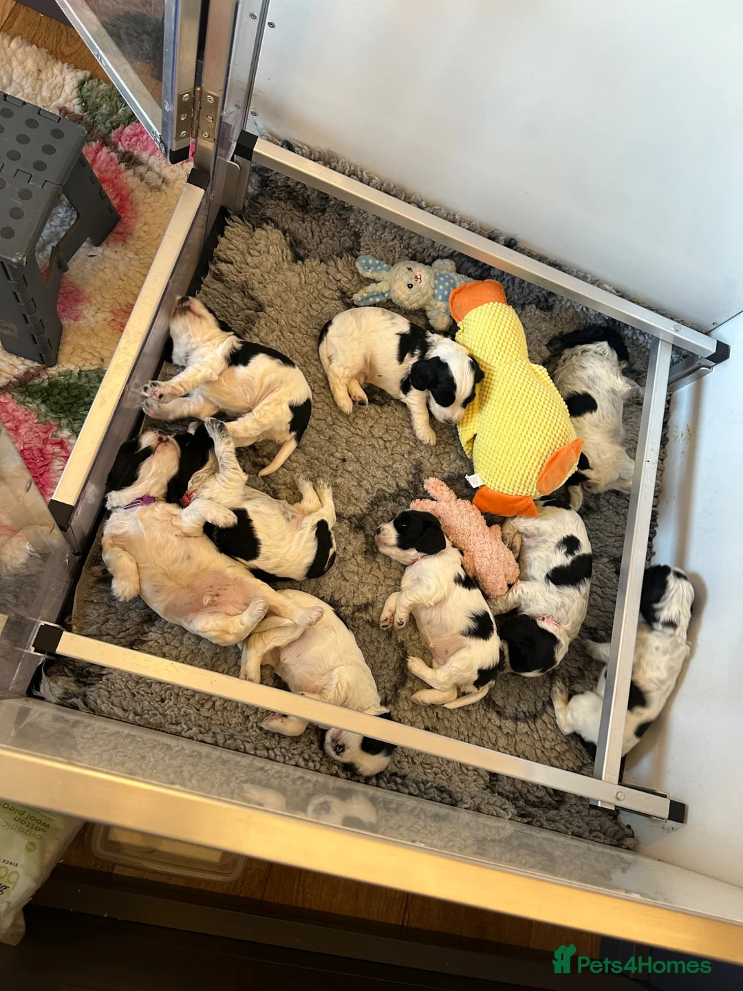 Cocker Spaniel dogs for stud: KC Registered SHOW Cocker spaniel For STUD - Advert 10