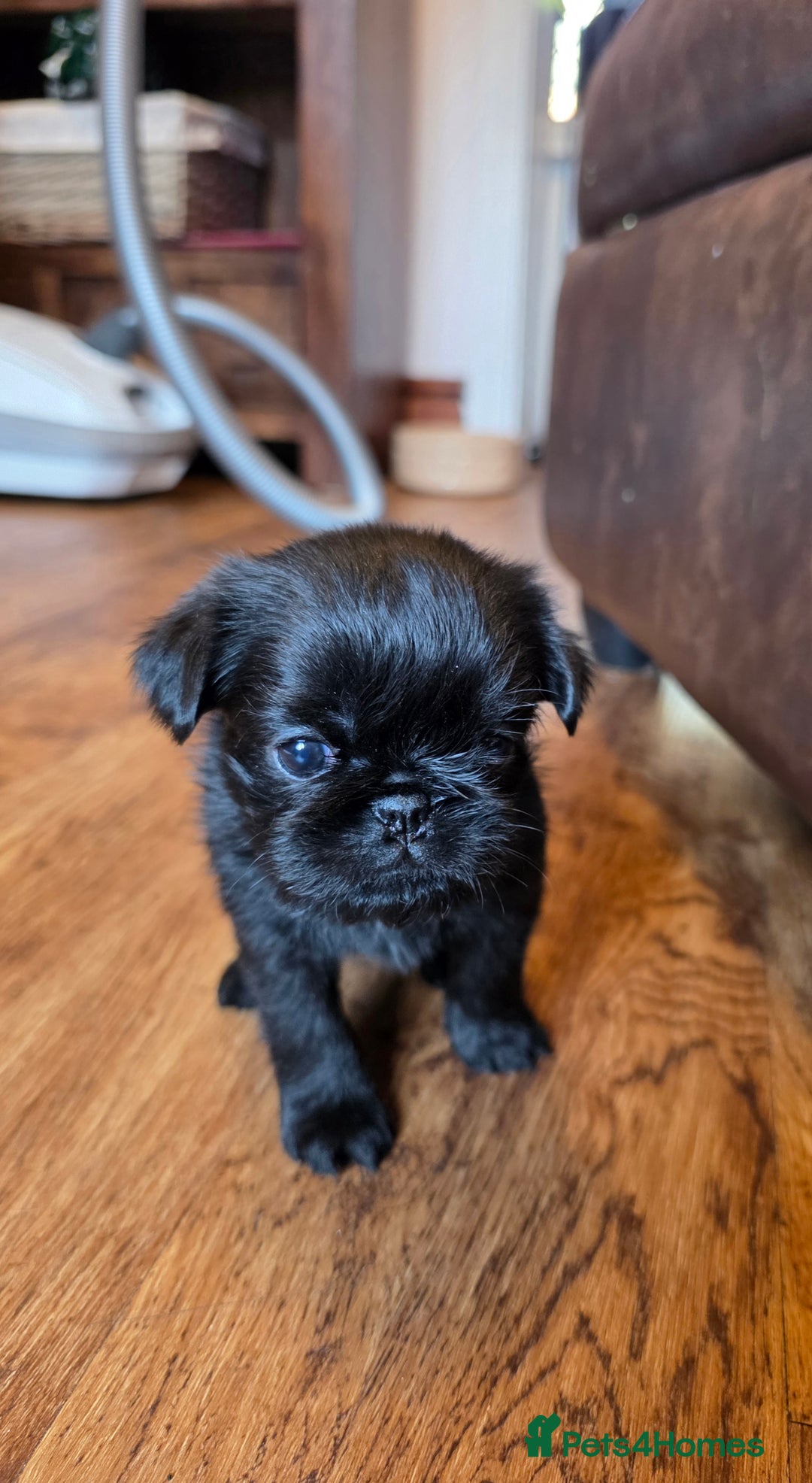 Griffon Bruxellois dogs for sale: KC Registered Rough Brussels Griffon  - Advert 9