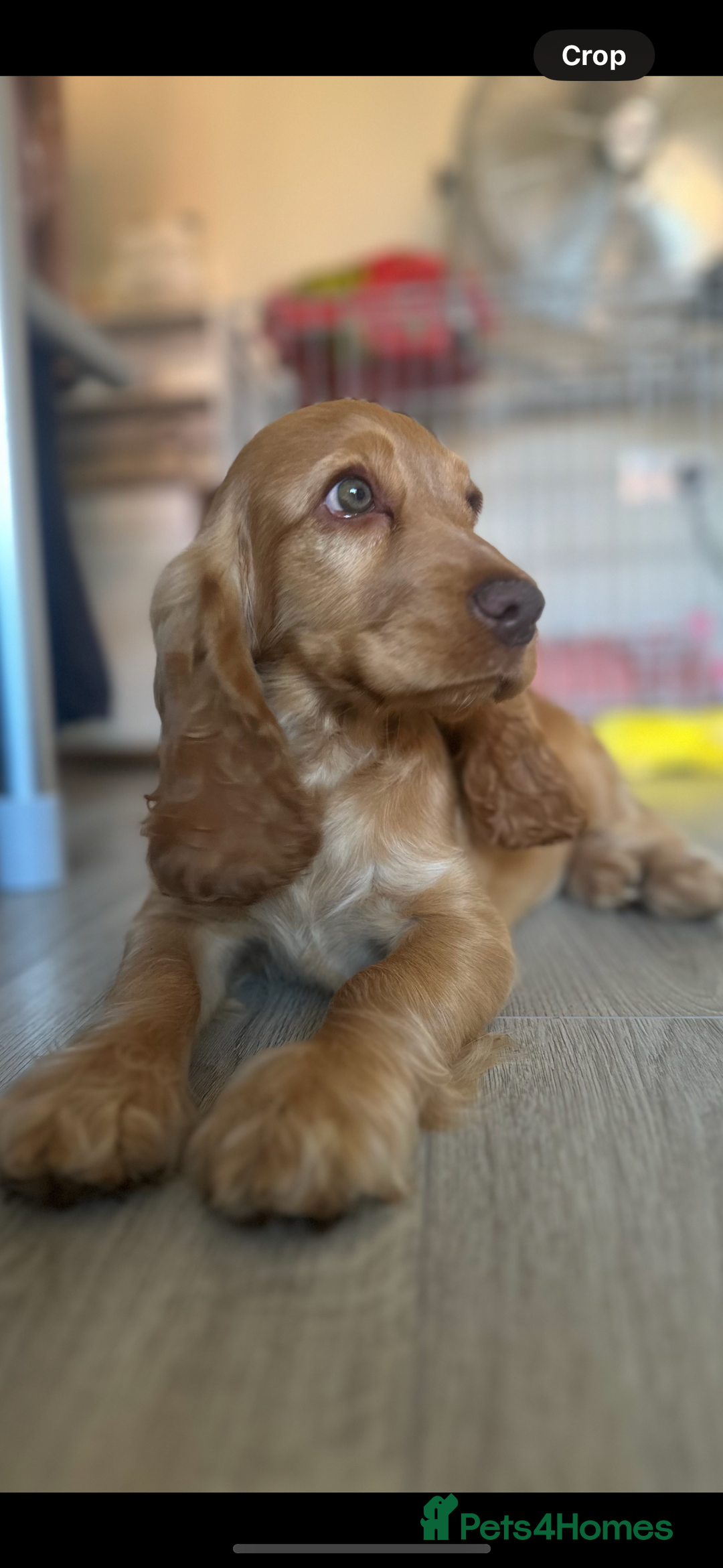Cocker Spaniel dogs for sale: Fully health tested KC show cocker spaniel  - Image 8