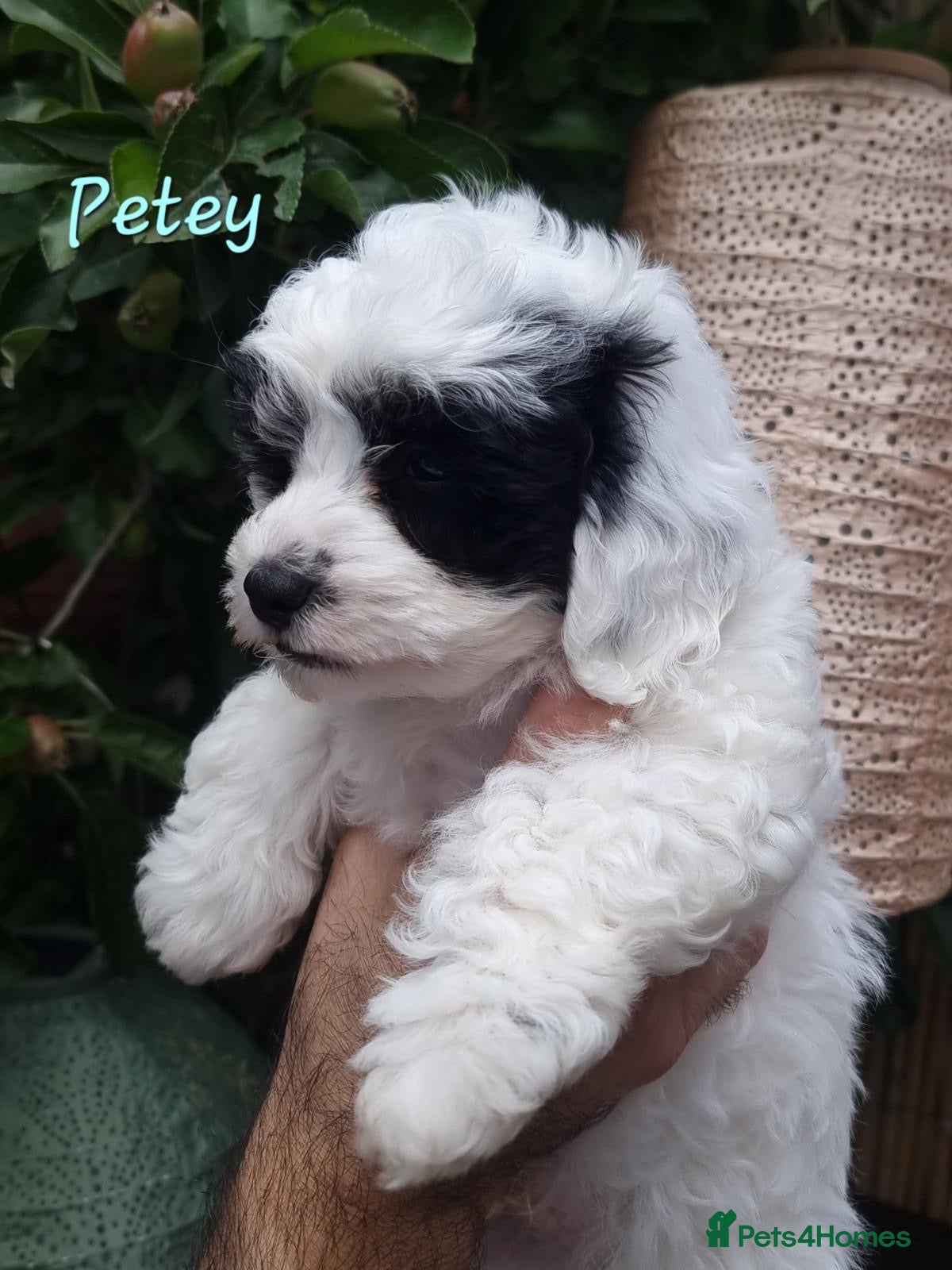 Shihpoo dogs ❤️ Beautiful Little Rascals ❤️🐶 - Advert 1