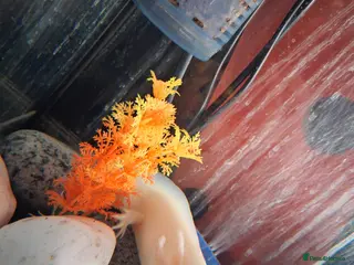 Axolotl reptiles Male albino axolotl - Advert 1