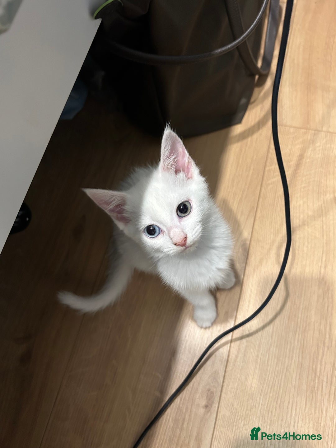 European cats for sale: Little kitten looking for a loving home - Image 4