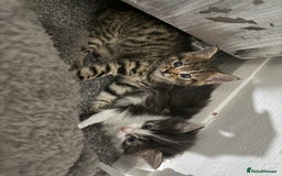 Brazilian Shorthair cats for sale: Gorgeous Brazilian short hair kittens - Image 3