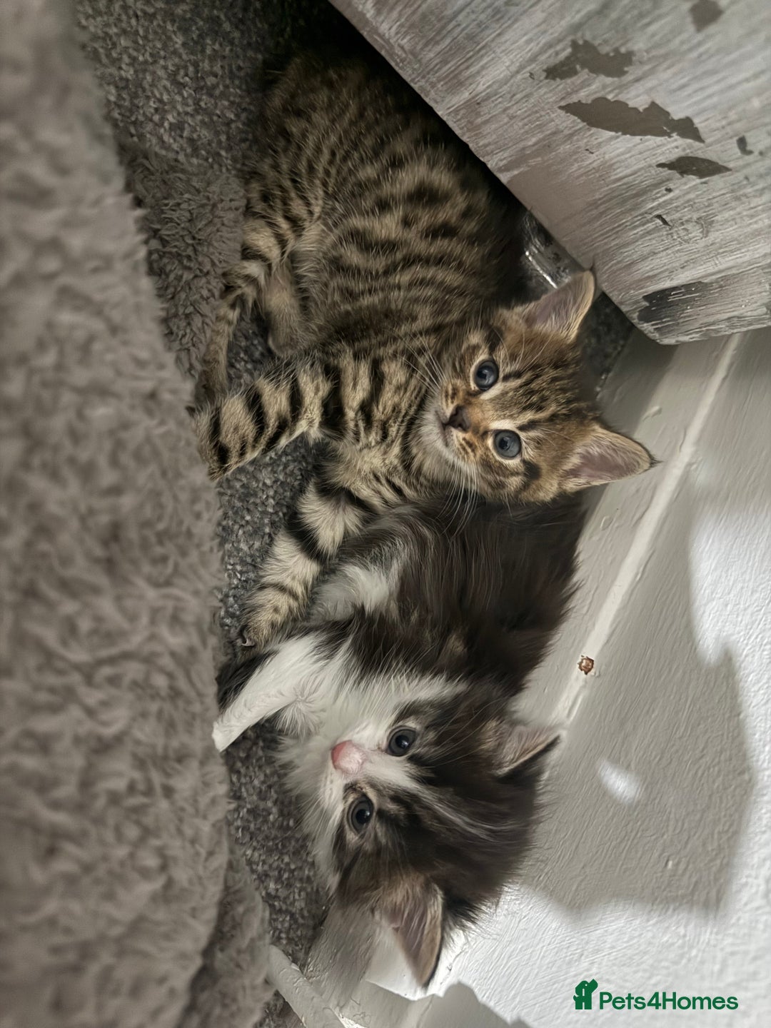 Brazilian Shorthair cats for sale: Gorgeous Brazilian short hair kittens - Image 3