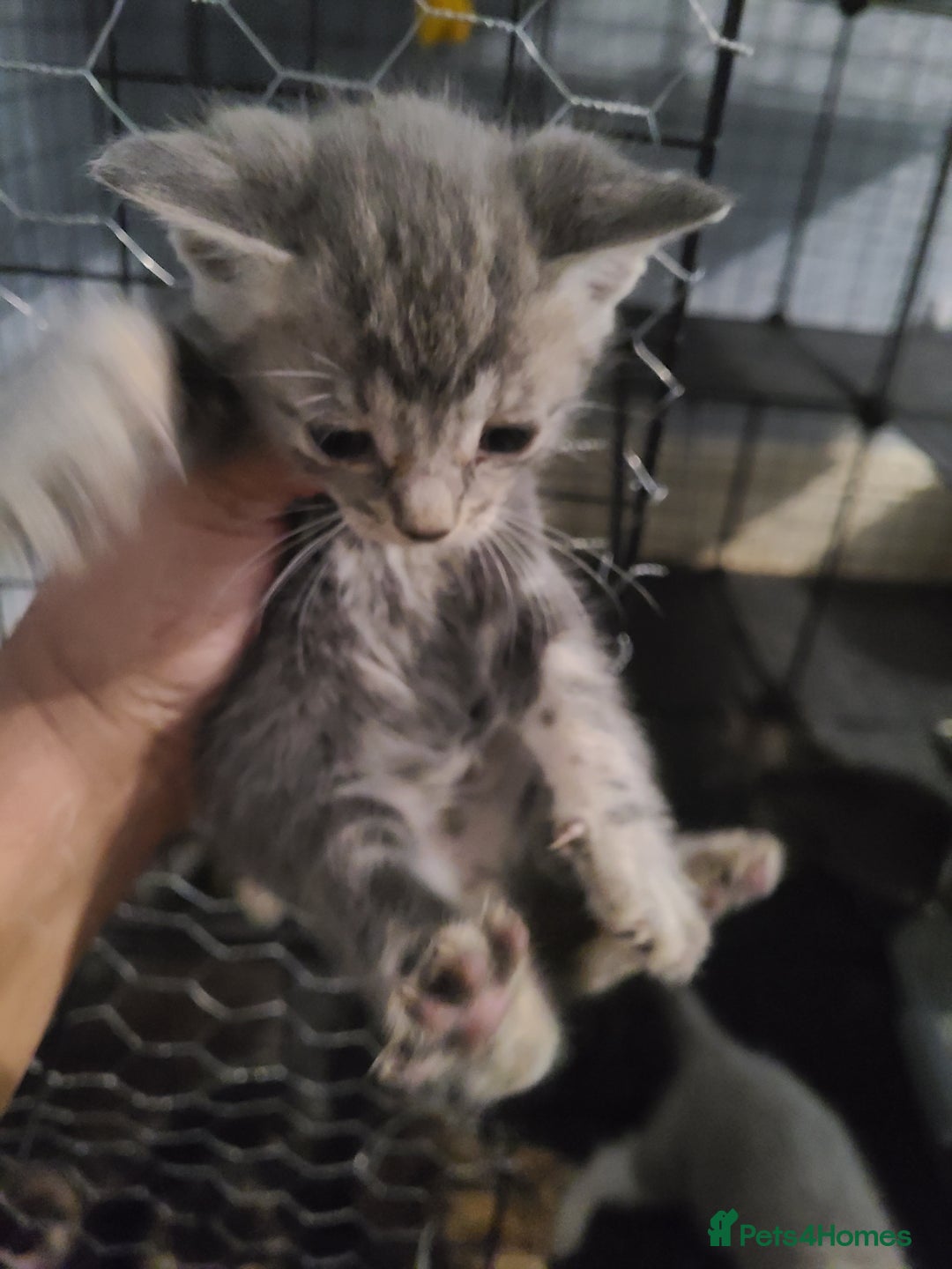 Ragdoll cats for sale: Kittens for sale - Image 15