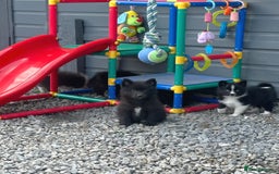 Pomsky dogs for sale: Adorable small f3 Pomsky puppies for sale  - Image 23