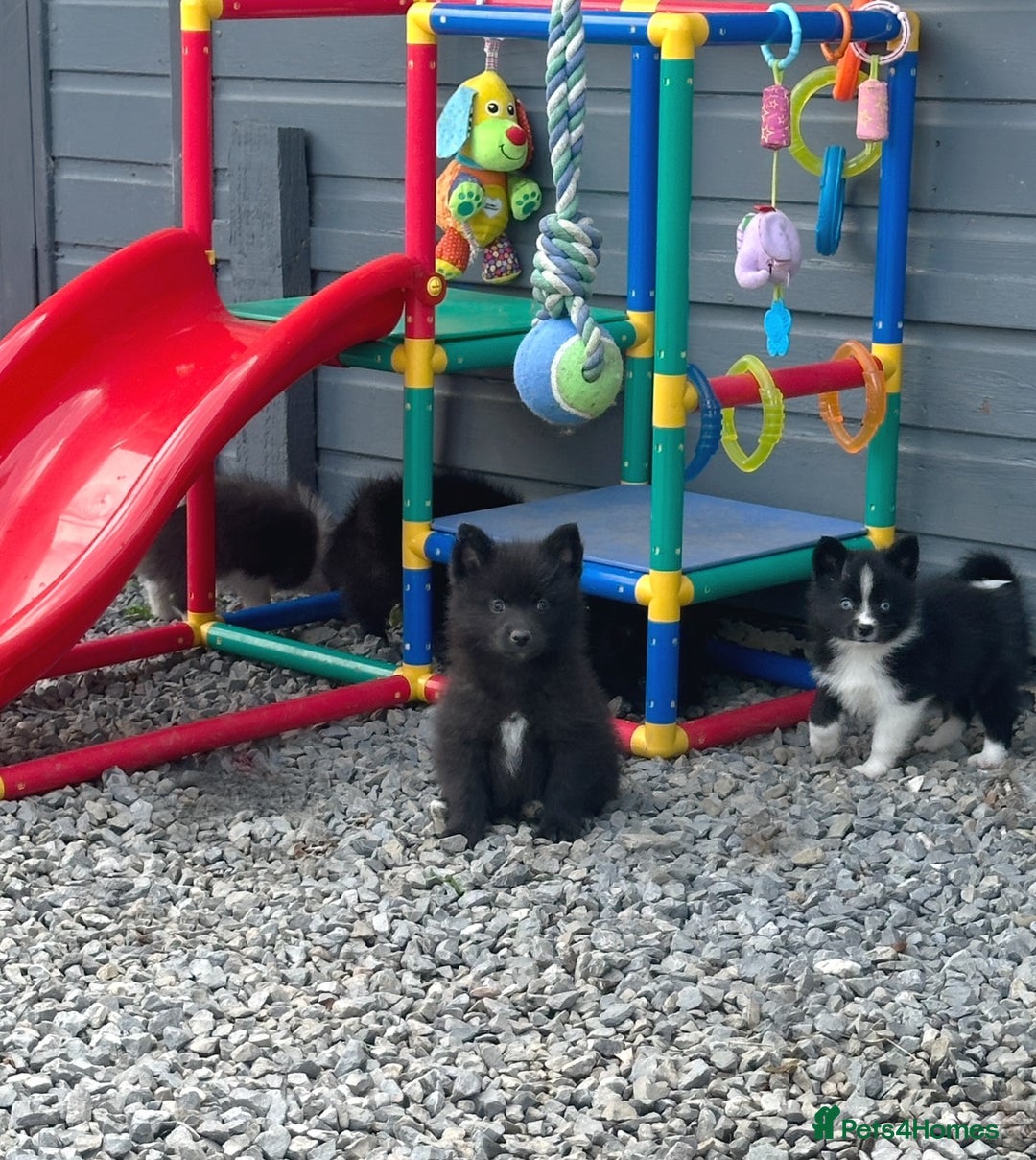 Pomsky dogs for sale: Adorable small f3 Pomsky puppies for sale  - Image 23