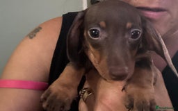 Miniature Dachshund dogs for sale: Pure miniature dachshunds - Image 7