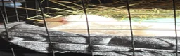 Guinea Pig rodents for sale: 2 unetured boars - Advert 3