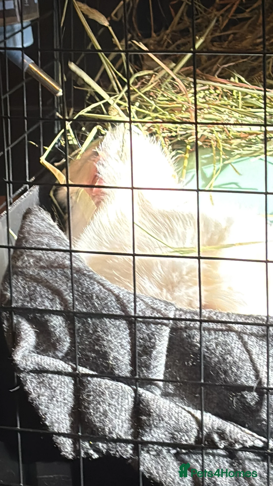 Guinea Pig rodents for sale: 2 unetured boars - Advert 3