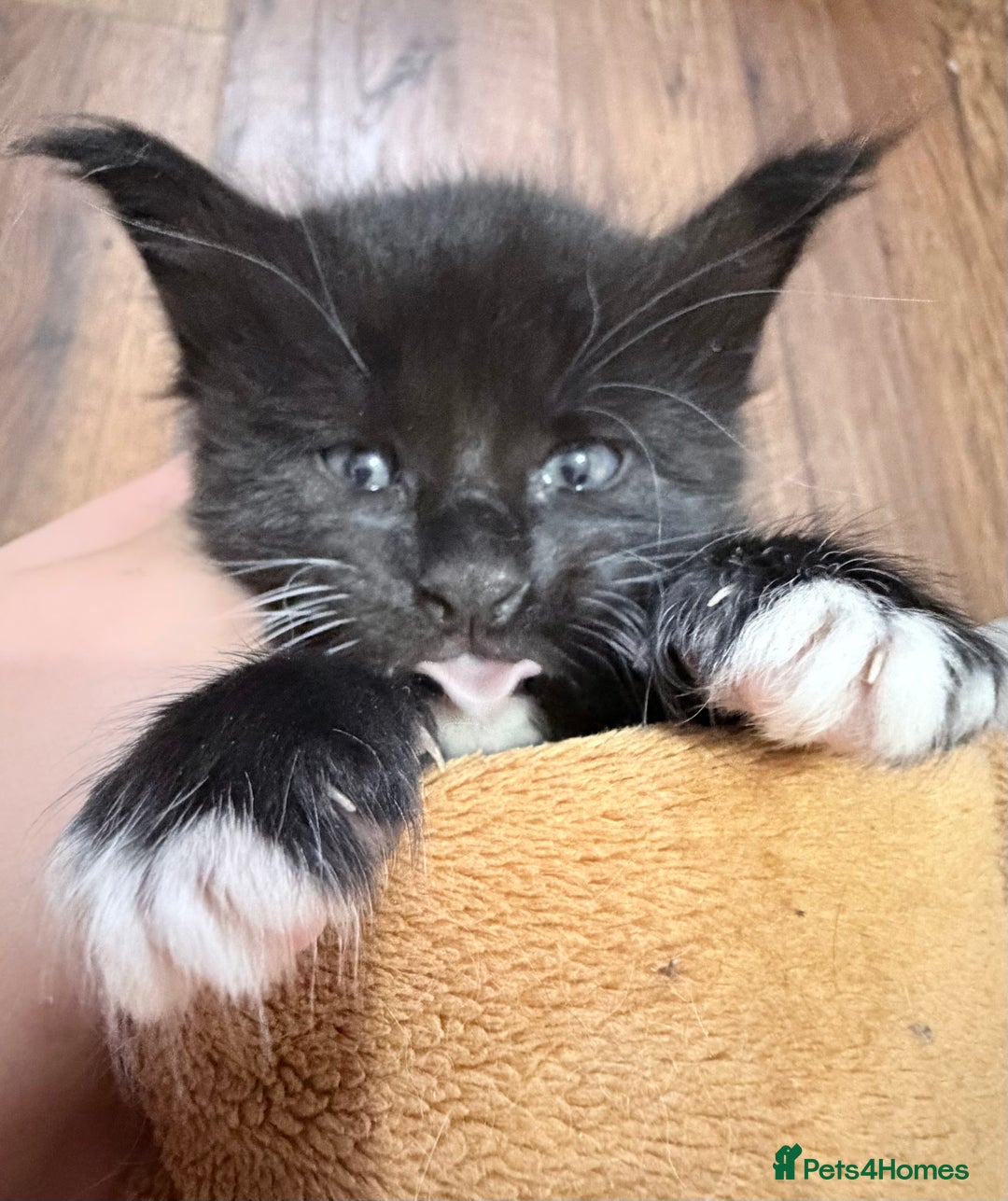 Maine Coon cats for sale: TICA reg adorable Maine Coon baby kittens  - Advert 4