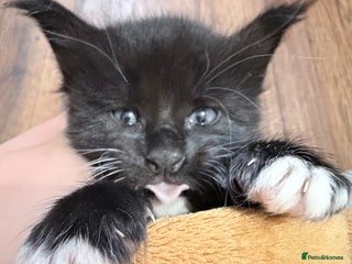 Maine Coon cats TICA reg adorable Maine Coon baby kittens - Advert 1