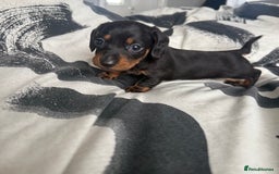 Miniature Dachshund dogs for sale: 4 x gorgeous miniature dachshund puppies  - Image 16