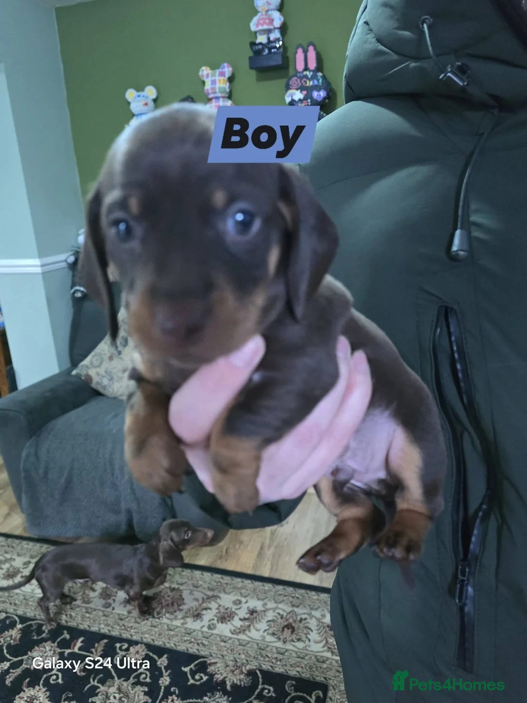 Dachshund dogs for sale: Dachshund puppies  - Advert 2