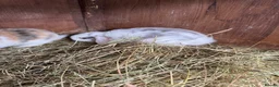 Mini Lop rabbits for sale: Mini lop bunnies - Advert 14