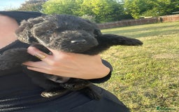 Mixed Breed dogs for sale: Foxypoo puppies for sale  - Image 19