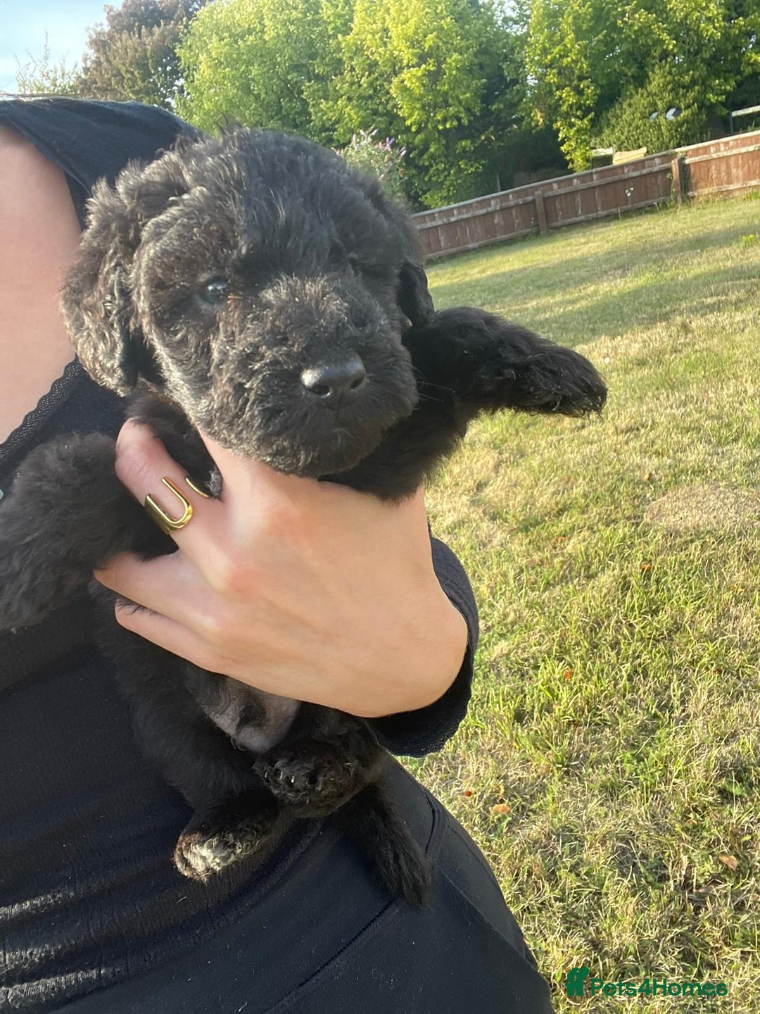 Mixed Breed dogs for sale: Foxypoo puppies for sale  - Image 19