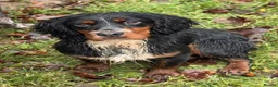 Cocker Spaniel dogs for stud: Proven KC’d Working Cocker Spaniel Stud - Advert 5