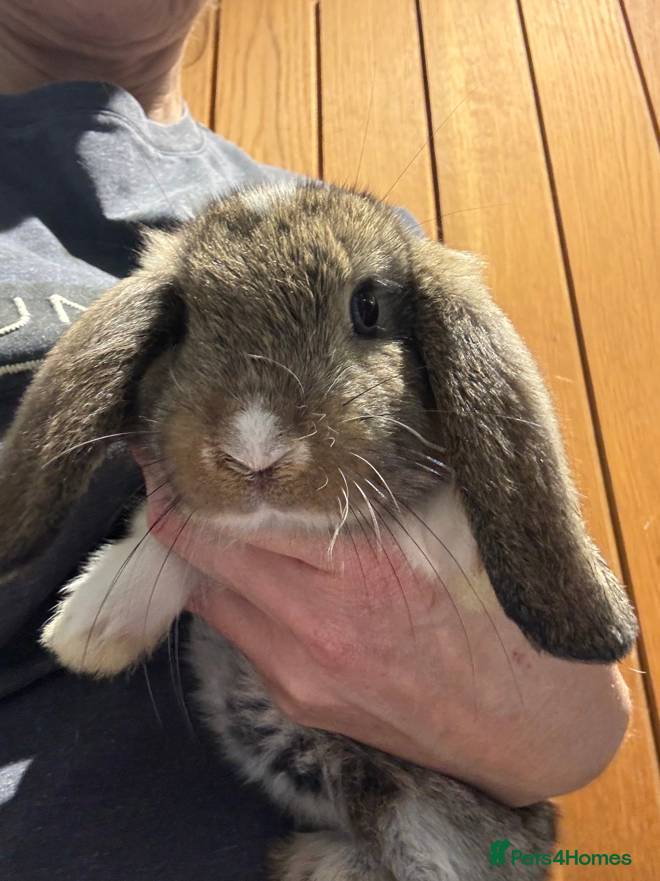 Mini Lop rabbits Beautiful mini mop babies ready  - Advert 15