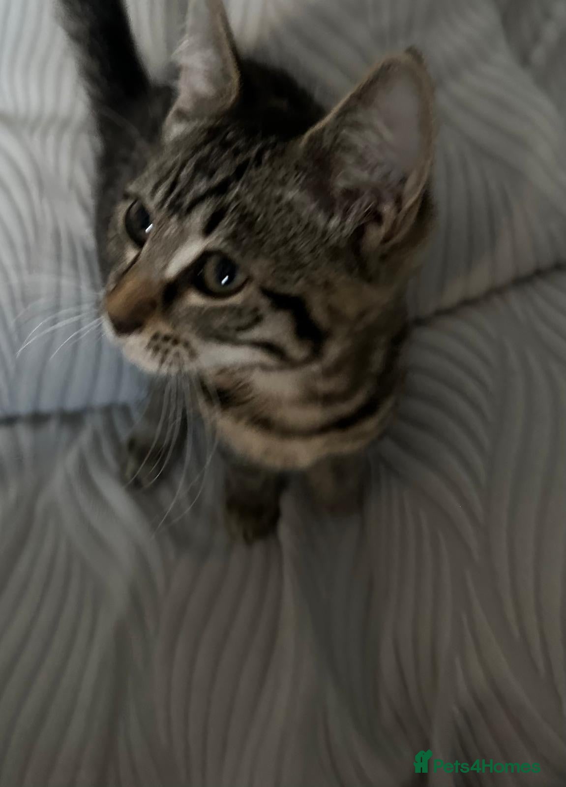 Mixed Breed cats 3 Month Old Friendly Kitty - Advert 6
