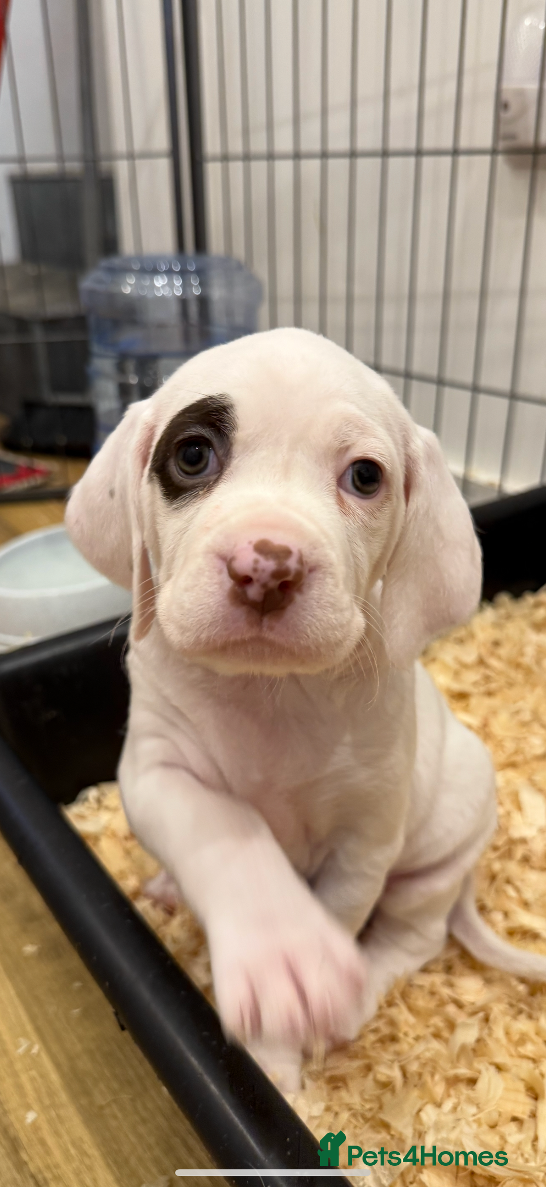 German Shorthaired Pointer dogs for sale: Braque du Bourbonnais - French Pointer - Image 31