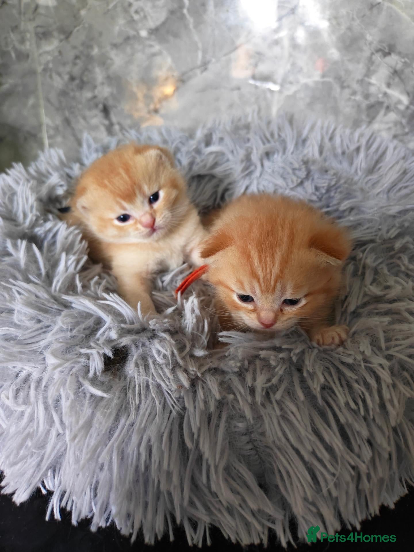 Scottish Fold cats Exceptional/colours Scottish fold/straight kittens - Advert 2