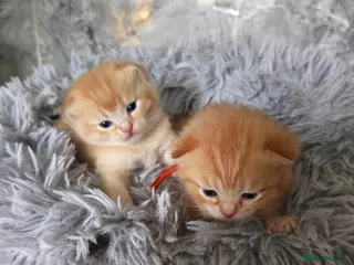 Scottish Fold cats Exceptional/colours Scottish fold/straight kittens - Advert 2
