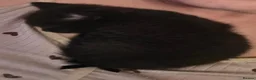 Mixed Breed cats for sale: 4 black kittens in Chichester - Advert 3
