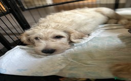 Labradoodle dogs for sale: Gorgeous labradoodle puppy  - Image 5