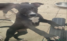 Lurcher dogs for sale:  Beautiful lurcher puppies - Image 4