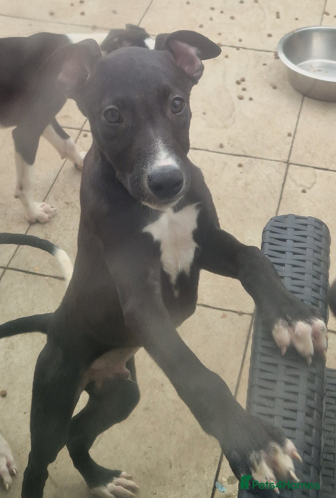 Lurcher dogs for sale:  Beautiful lurcher puppies - Image 4